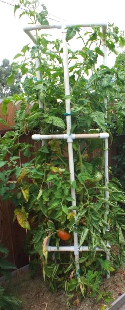 Brandywine photo Brandywine_zps4791398c.jpg